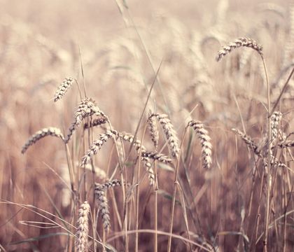 Ears of wheat in the field
